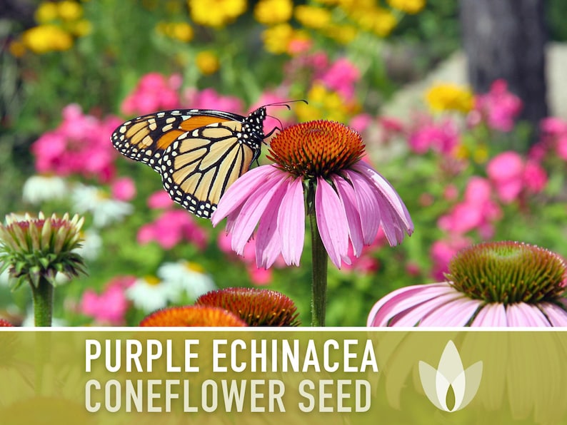 Graines d'Échinacée pourpre | Plus de 100 graines, fleurs sauvages indigènes, héritage, tolérant à la sécheresse, jardin des papillons, Echinacea purpurea image 9