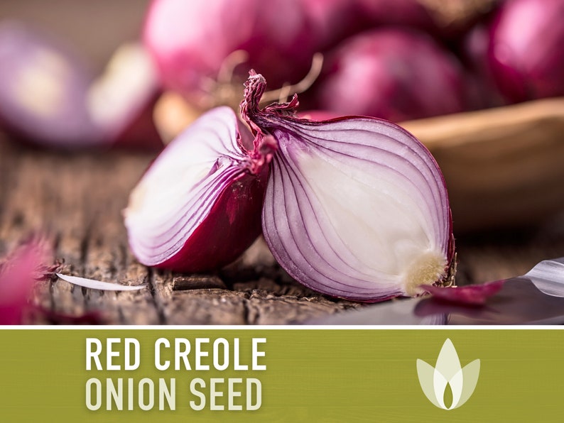 Red Creole Onion Heirloom Seeds Short Day, Open Pollinated, Non-GMO image 2