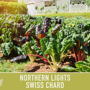 Northern Lights Swiss Chard Seeds, Rainbow Mix, Heirloom Non-GMO immagine 4
