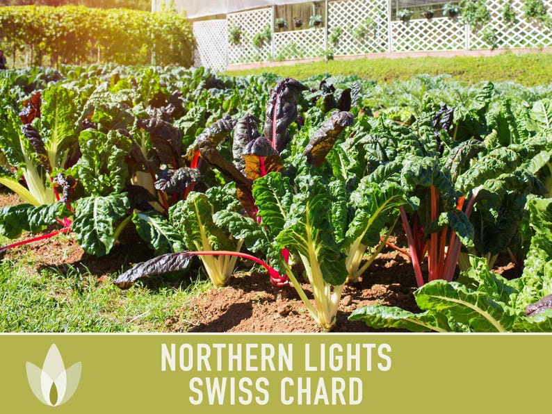 Northern Lights Swiss Chard Seeds, Rainbow Mix, Heirloom Non-GMO immagine 4