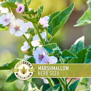 Marshmallow Herb Seeds | 50+ Seeds, Organic, Medicinal, Culinary, Heirloom Flower, Althaea Officinalis image 1