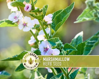 Marshmallow Herb Seeds | 50+ Seeds, Organic, Medicinal, Culinary, Heirloom Flower, Althaea Officinalis