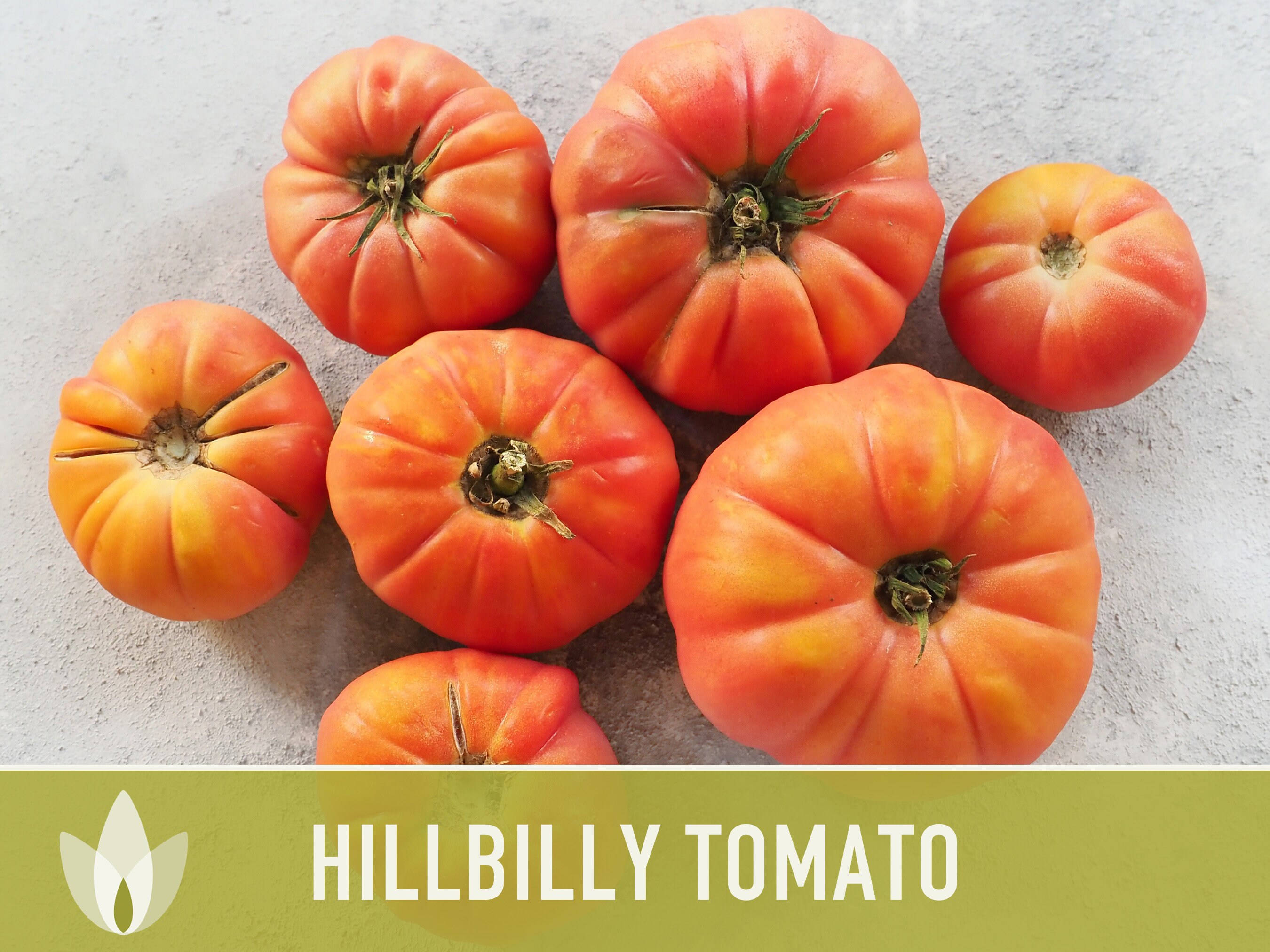 Hillbilly Potato Leaf - Slicer Tomato Seeds - Heirloom Untreated NON