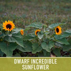 Dwarf Sunflower Seeds | 20+ Seeds, Heirloom Non-GMO, Yellow Blooms, Container Friendly, Helianthus annuus image 10