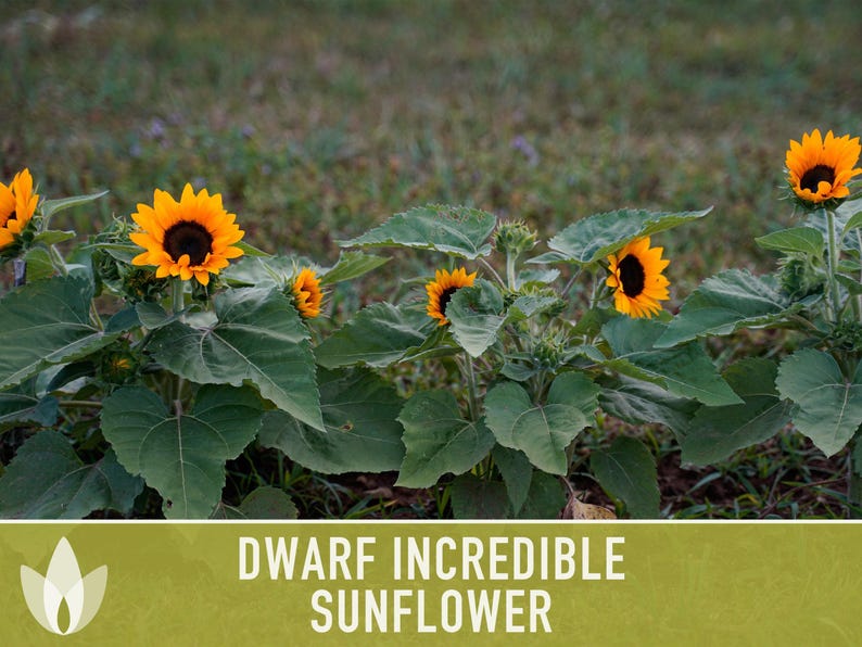 Dwarf Sunflower Seeds | 20+ Seeds, Heirloom Non-GMO, Yellow Blooms, Container Friendly, Helianthus annuus image 10