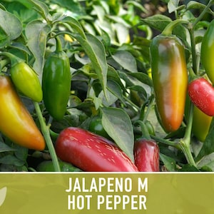 Jalapeno M Heirloom Pepper Seeds | 25+ Seeds, High Yield, Organic, Chili, Capsicum annuum image 5