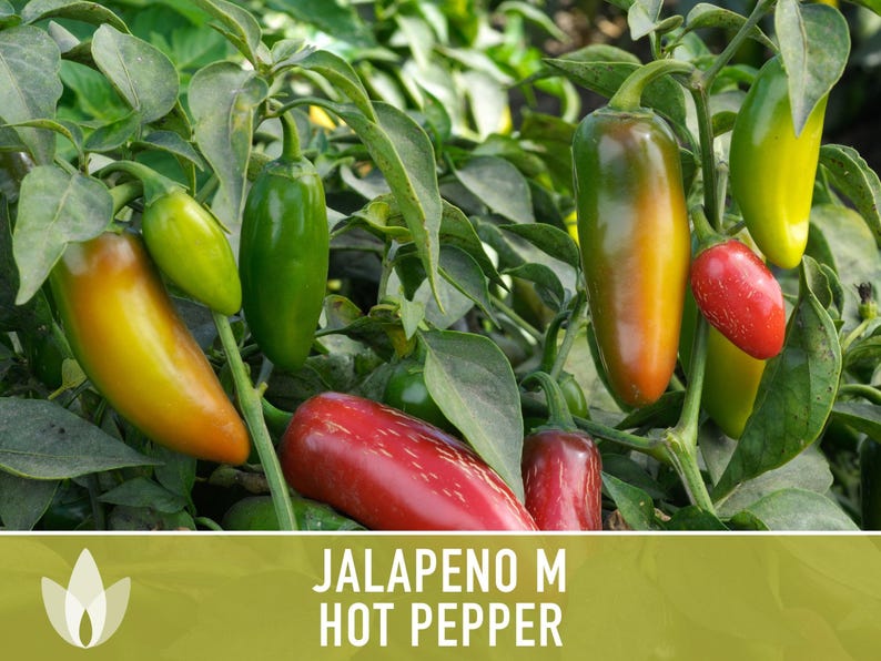 Jalapeno M Heirloom Pepper Seeds | 25+ Seeds, High Yield, Organic, Chili, Capsicum annuum image 5