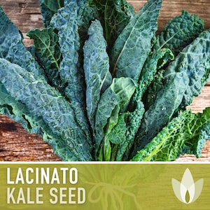 Lacinato Kale Heirloom Seeds