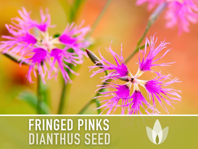 Fringed Pinks Dianthus Seeds – Fragrant Heirloom Flower, Pollinator Garden image 4