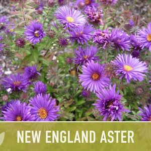 New England Aster Seeds, Heirloom Native Variety zdjęcie 10