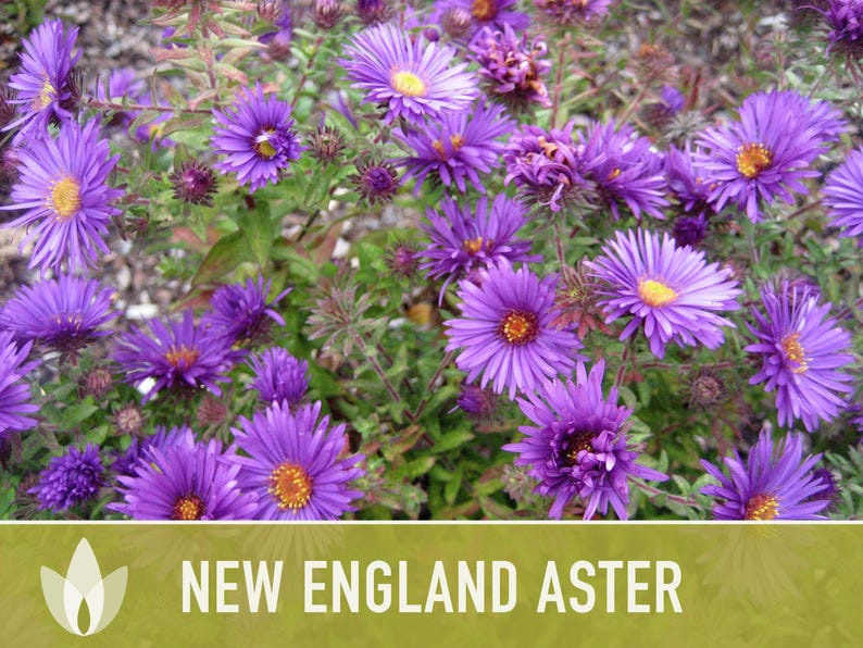 New England Aster Seeds, Heirloom Native Variety zdjęcie 10