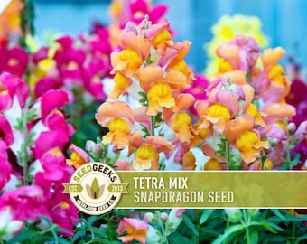 Tetra Mix Snapdragon Seeds | 100+ Seeds, Heirloom Cottage Flowers, Attract Butterflies & Hummingbirds, Antirrhinum majus