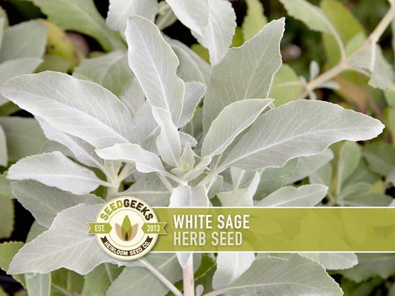 White Sage Seeds | 50+ Seeds, Heirloom, Ceremonial, Non-GMO, Sacred Medicinal Herb, Smudging, Salvia apiana