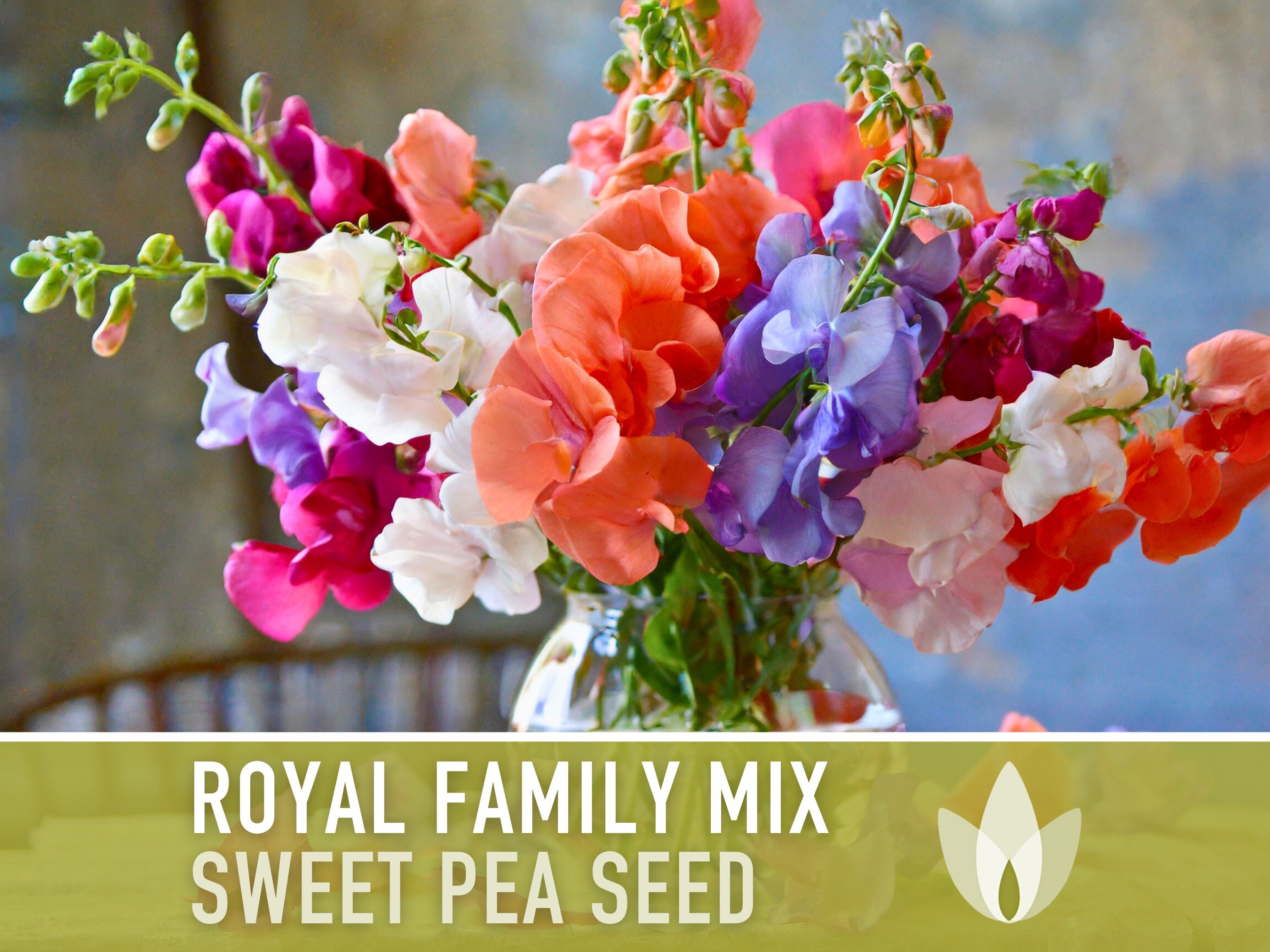 Sweet Pea, Royal Family Flower Seed Mix - Heirloom Seeds, Flower Seeds, Vining Flowers, Pollinator Garden, Open Pollinated, Non-GMO