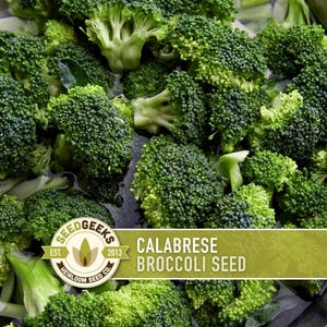 A close-up image of fresh, green broccoli florets in a bowl.