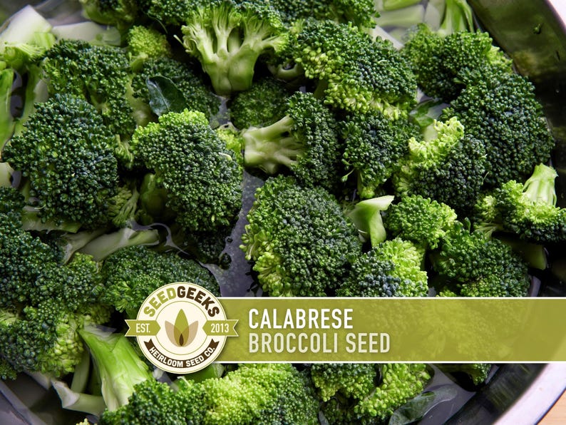 A close-up image of fresh, green broccoli florets in a bowl.