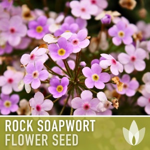 Rock Soapwort Flower Seeds - Heirloom Wildflower, Ground Cover, Pollinator Garden, Easy to Grow, Open Pollinated, Non-GMO
