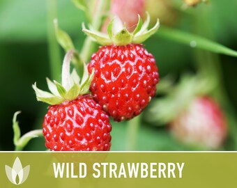 Wild Strawberry Seeds - Alpine Heirloom Variety - Etsy Canada