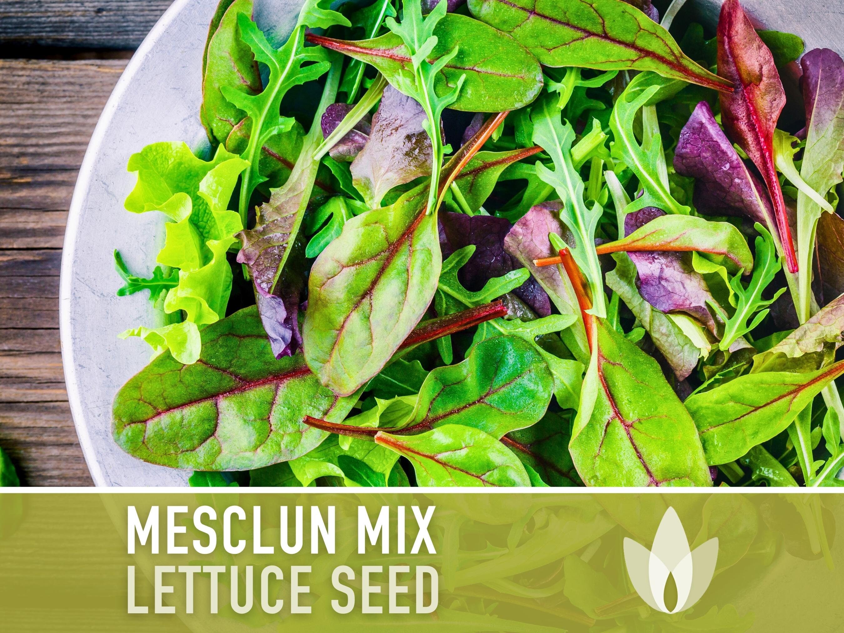 Mesclun Mix Lettuce Seeds - 1000 Seeds For Fresh Salad Greens, Same Day Shipping