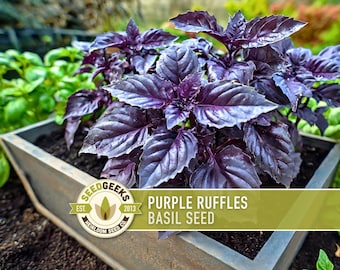 Purple Ruffles Basil Seeds - 100 Heirloom Herb Seeds, AAS Winner