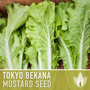 Tokyo Bekana Mustard Greens Heirloom Seeds - Fresh Salad Mix, Microgreens, Seed Packets, Non-GMO, Open Pollinated