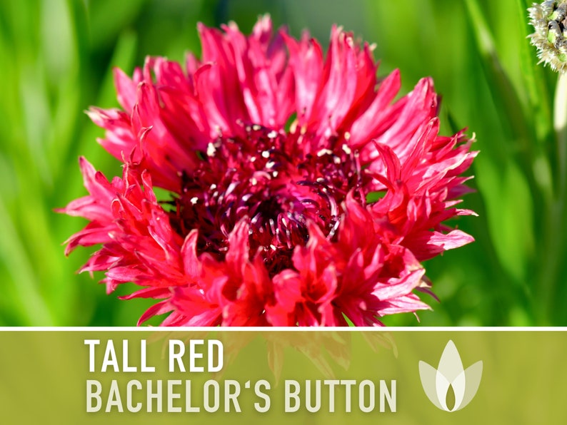 SeedGeeks Bachelor's Button Seeds - Thumbnail 4