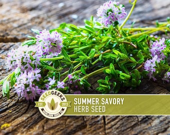Summer Savory Herb Seeds - Culinary & Medicinal, Non-GMO