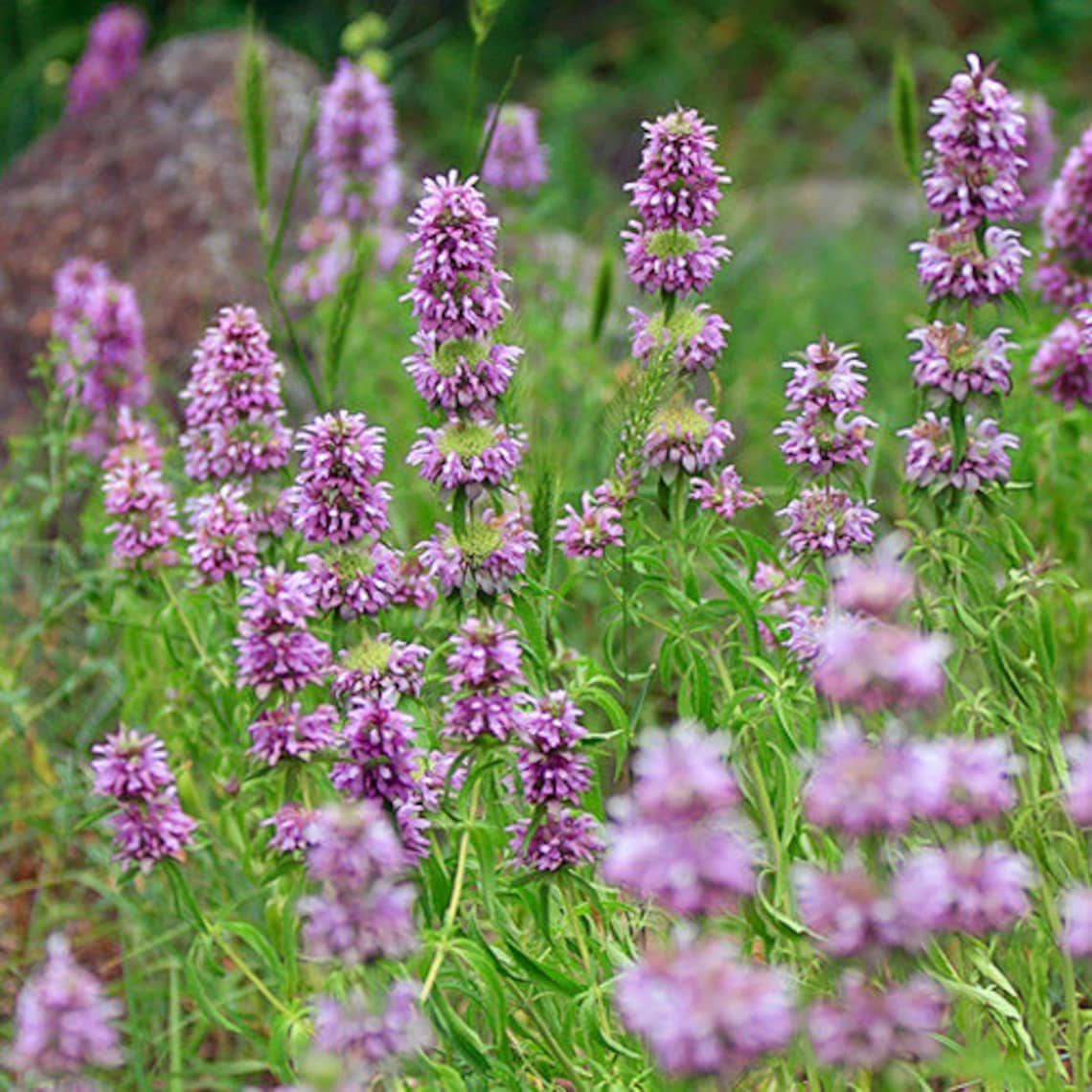 Lemon Mint Bee Balm Herb Heirloom Seeds Etsy
