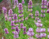 Lemon Mint Bee Balm, Bergamot Herb Heirloom Seeds
