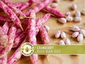 Cranberry Bean Seeds - Heirloom Bush Bean, Open Pollinated