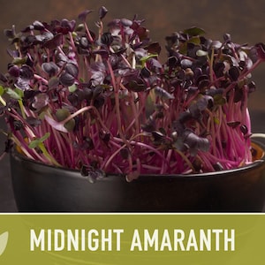 Midnight Red Amaranth Seeds – Heirloom, Salad Greens, Cut Flower image 8
