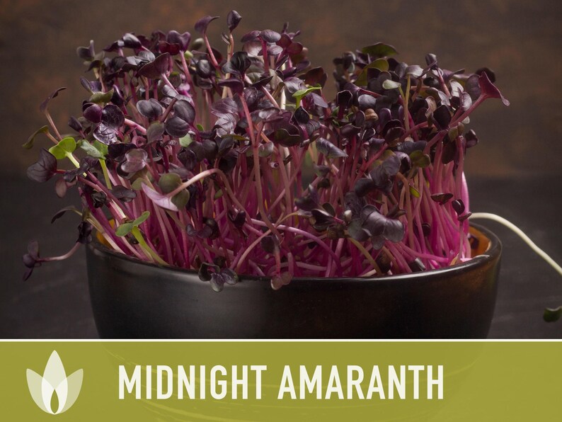 Midnight Red Amaranth Seeds – Heirloom, Salad Greens, Cut Flower image 8