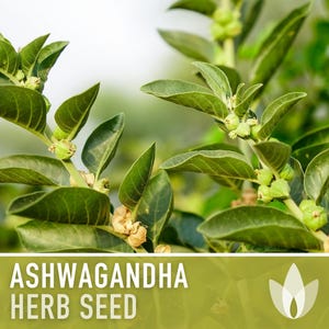 Ashwagandha Herb Seeds | 30+ Seeds, Organic, Heirloom Indian Ginseng, Medicinal, Withania somnifera image 9