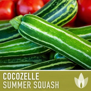 Cocozelle Summer Squash Zucchini Heirloom Seeds