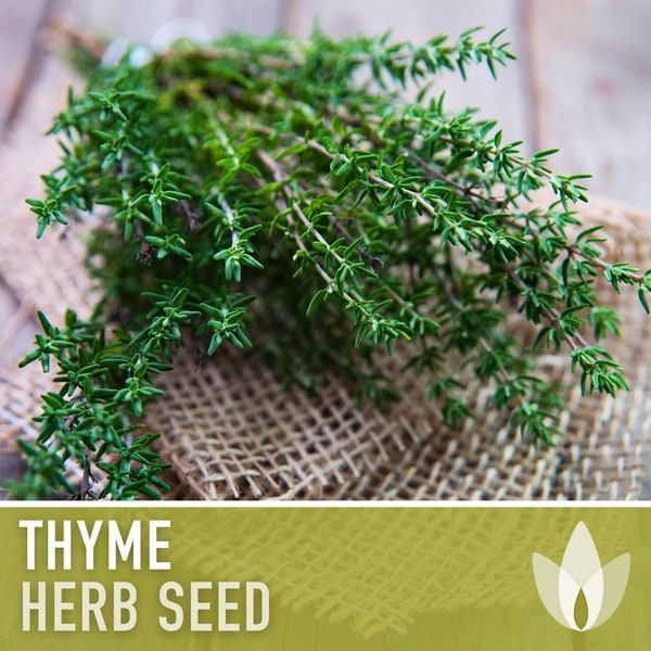 Thyme Vulgaris Herb Heirloom Seeds