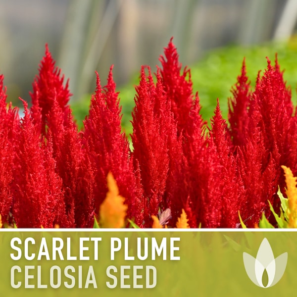 Celosia, Scarlet Plume Flower Seeds - Heirloom Seeds, Fiery Red Blooms, Easy Grow, Dried Bouquets, Celosia Plumosa, Open Pollinated, Non-GMO