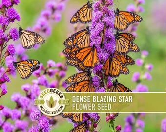 BUTTERFLY MAGNET!!! Dense Blazing Star Seeds | 50+ Seeds, Spiked Gayfeather, Heirloom, Non-GMO, Liatris Spicata
