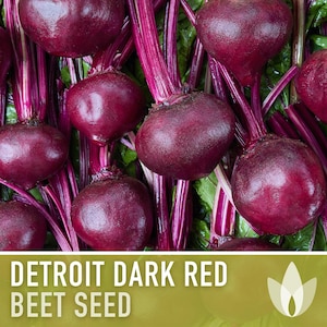 Detroit Dark Red Beet Seeds - Heirloom, Cold Hearty, Open Pollinated, Non-GMO