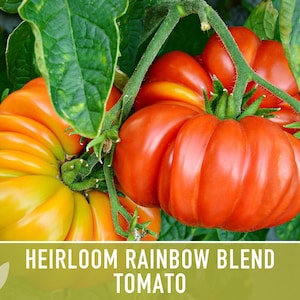Heirloom Rainbow Blend Tomato Seeds | 25+ Non-GMO, Open Pollinated, Organic, Colorful Varieties Lycopersicon lycopersicum image 9