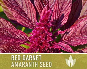 Red Garnet Amaranth Heirloom Seeds