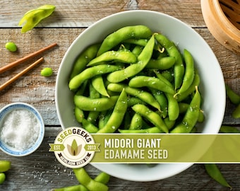 Midori Giant Edamame Seeds | 20+ Seeds, Organic Soybean, Heirloom, Non-GMO, Glycine max