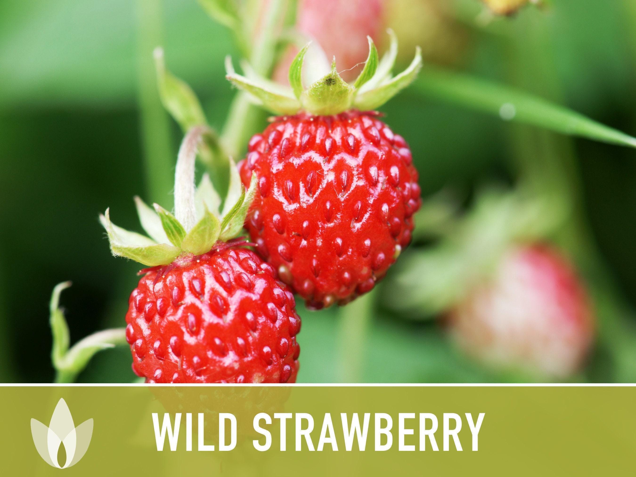 Wild Strawberry Seeds - Alpine Heirloom Variety - Etsy