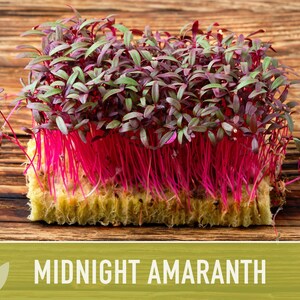 Midnight Red Amaranth Seeds – Heirloom, Salad Greens, Cut Flower image 6