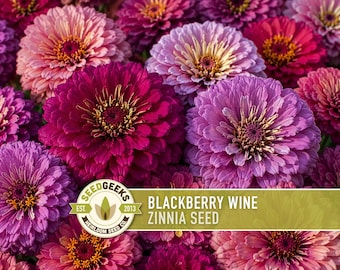 Blackberry Wine Zinnia Mix | 100+ Flower Seeds, Bold Dramatic Blooms, Gothic, Amethyst | Zinnia elegans