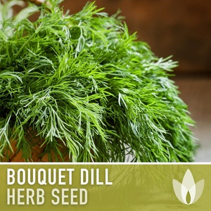 Bouquet Dill Heirloom Seeds - Non-GMO, Open Pollinated, Culinary Herb