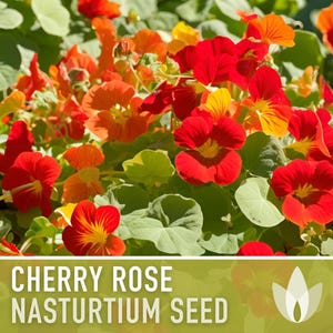 Nasturtium, Cherry Rose Flower Seeds - 25 Heirloom Seeds, Organic, Edible, Salad Garden image 11