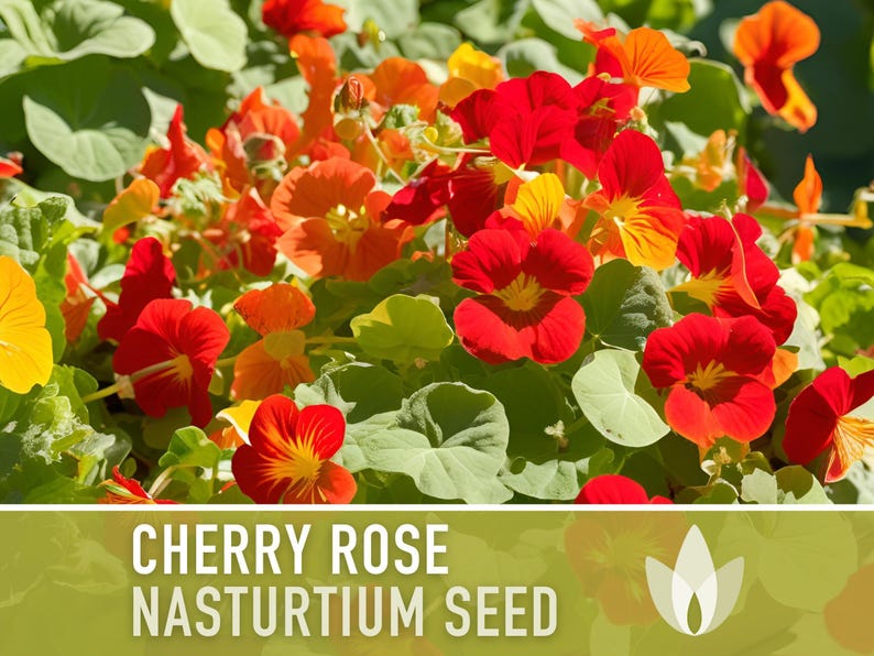 Nasturtium, Cherry Rose Flower Seeds - 25 Heirloom Seeds, Organic, Edible, Salad Garden image 11