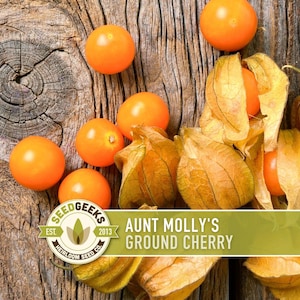 May include: Bright orange Aunt Molly's ground cherries are scattered on a rustic wooden surface. Some are still encased in their papery husks. The image includes a Seed Geeks logo and the text "Aunt Molly's Ground Cherry".