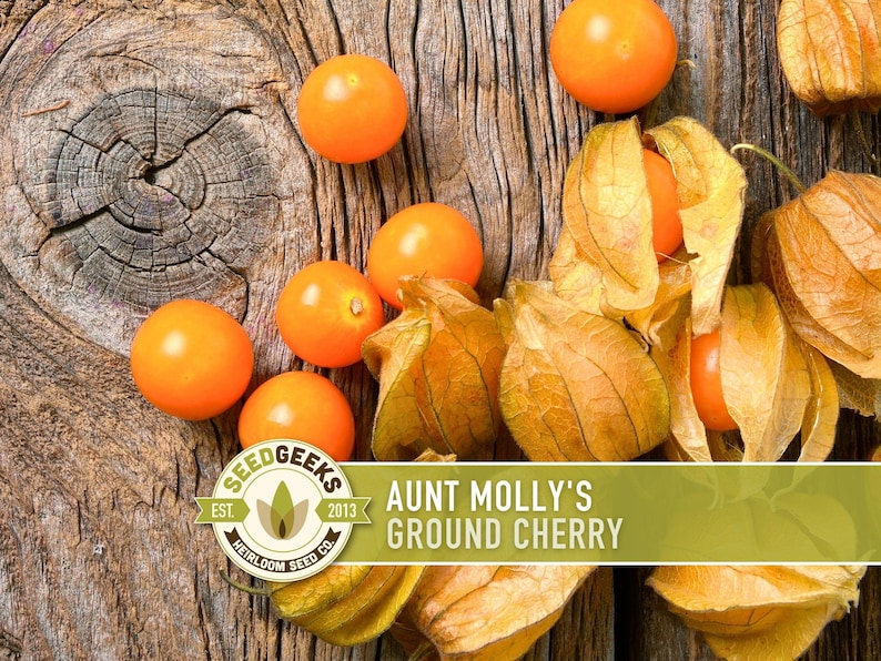Aunt Molly's Ground Cherry Seeds | 25+ Seeds, Heirloom Fruit for Salsa, Jam, Physalis pruinosa image 1