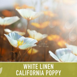 White Linen California Poppy Seeds – Creamy White Flowers image 5